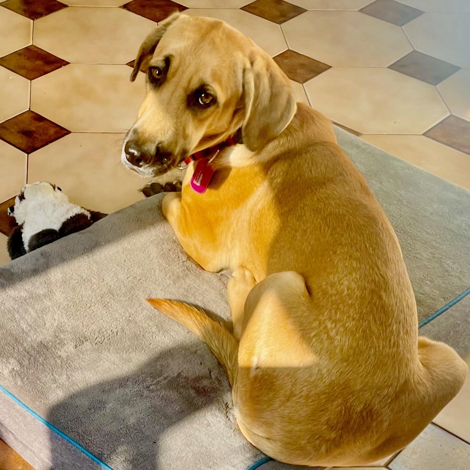 Marc, a Adopted mixed breed in Toronto, ON image 6/6