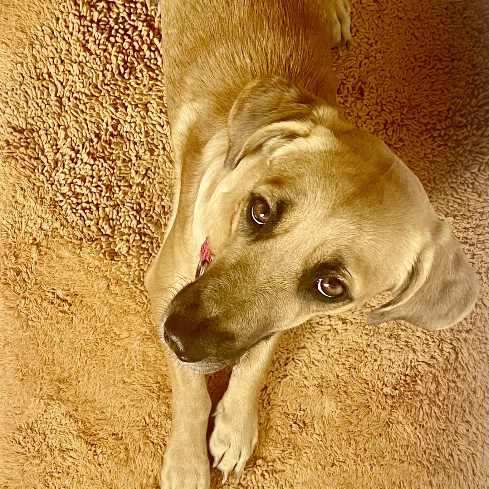 Marc, a Adopted mixed breed in Toronto, ON image 4/6