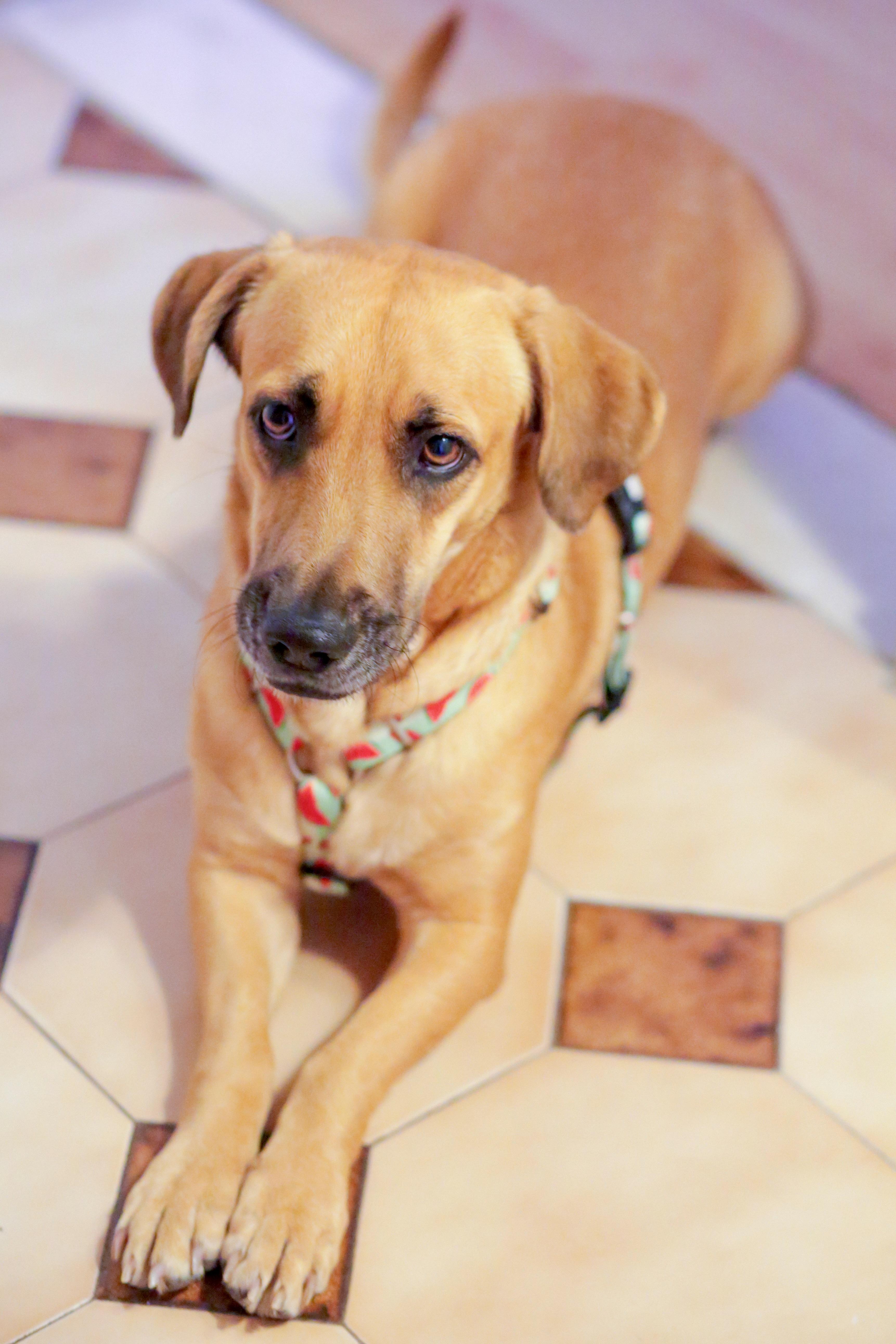 Marc, a Adopted mixed breed in Toronto, ON image 1/6