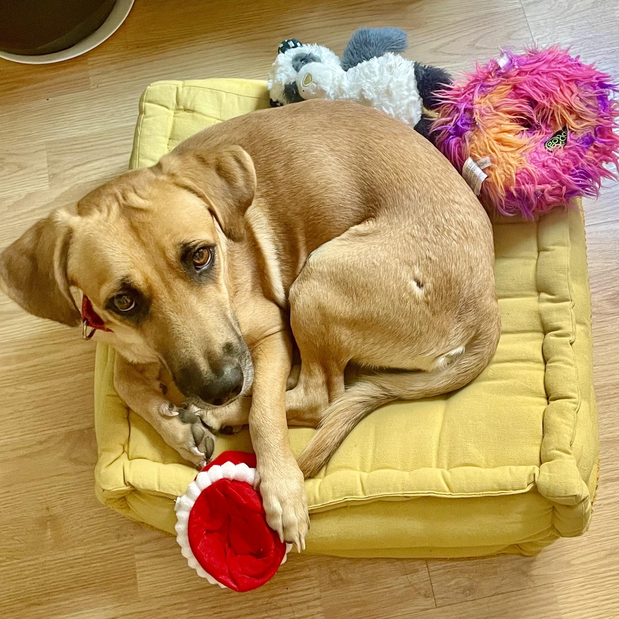 Marc, a Adopted mixed breed in Toronto, ON image 2/6