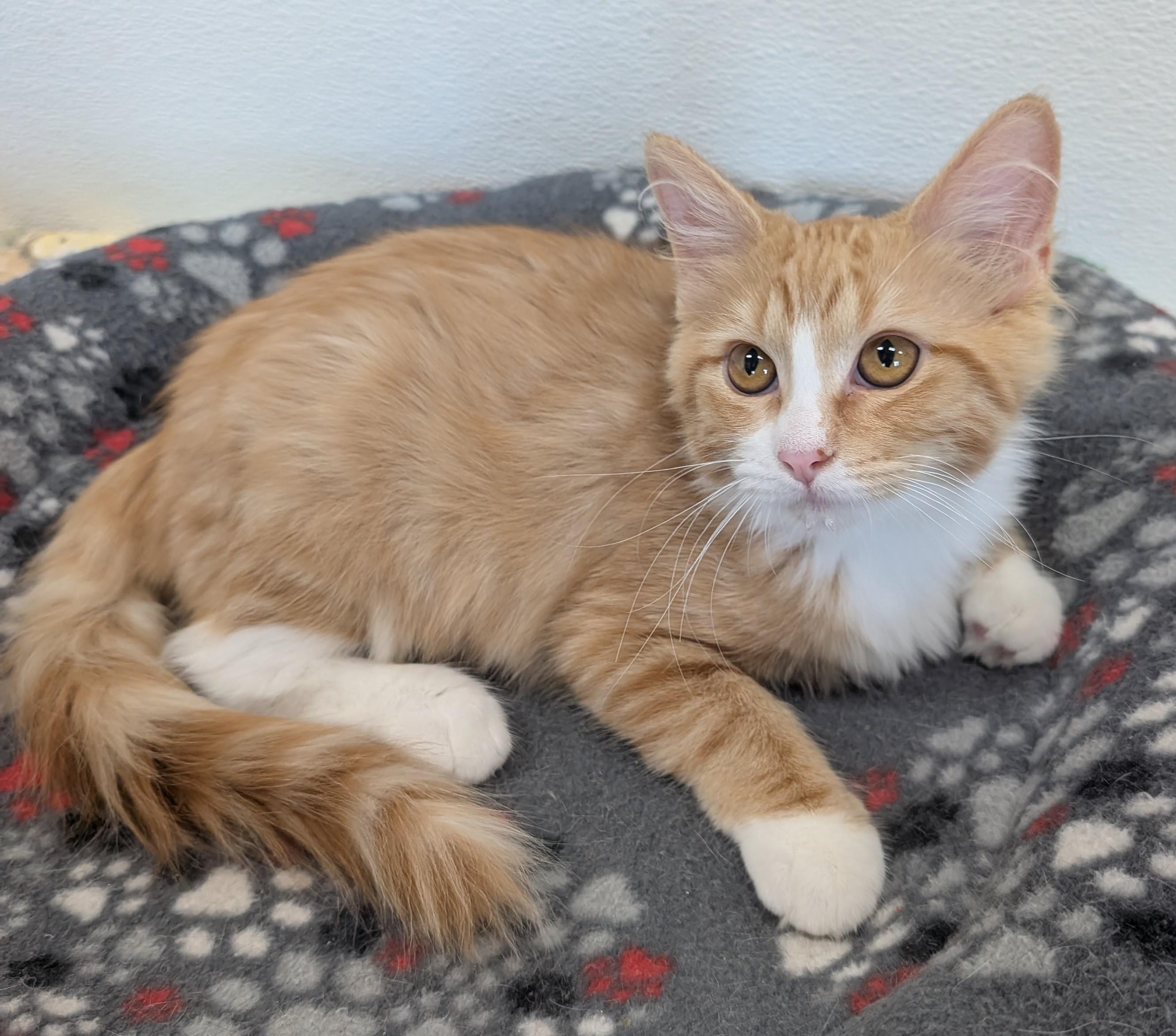 Marmalade, adoptable, Young Female Domestic Medium Hair.