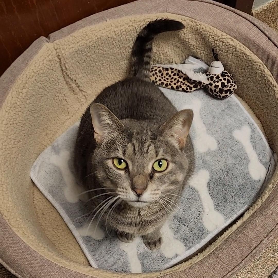 Lemonade, Adoptable, Adult Female Domestic Short Hair.
