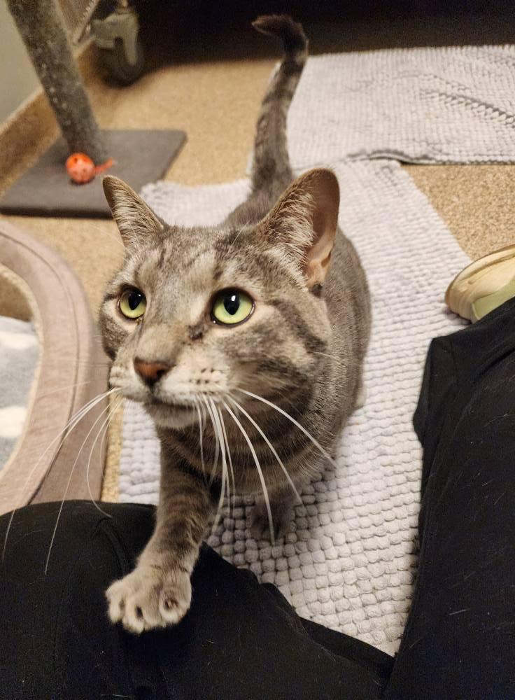 Lemonade, a Adoptable Domestic Short Hair in Sterling Heights, MI image 2/6