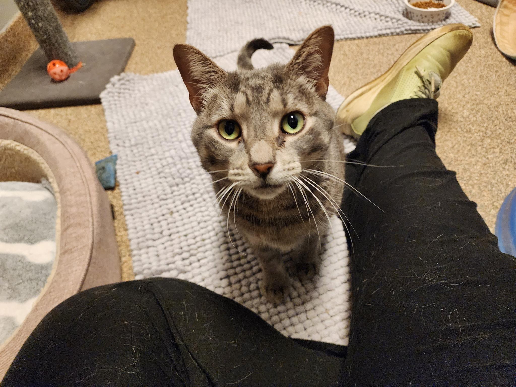 Lemonade, Adoptable, Adult Female Domestic Short Hair.