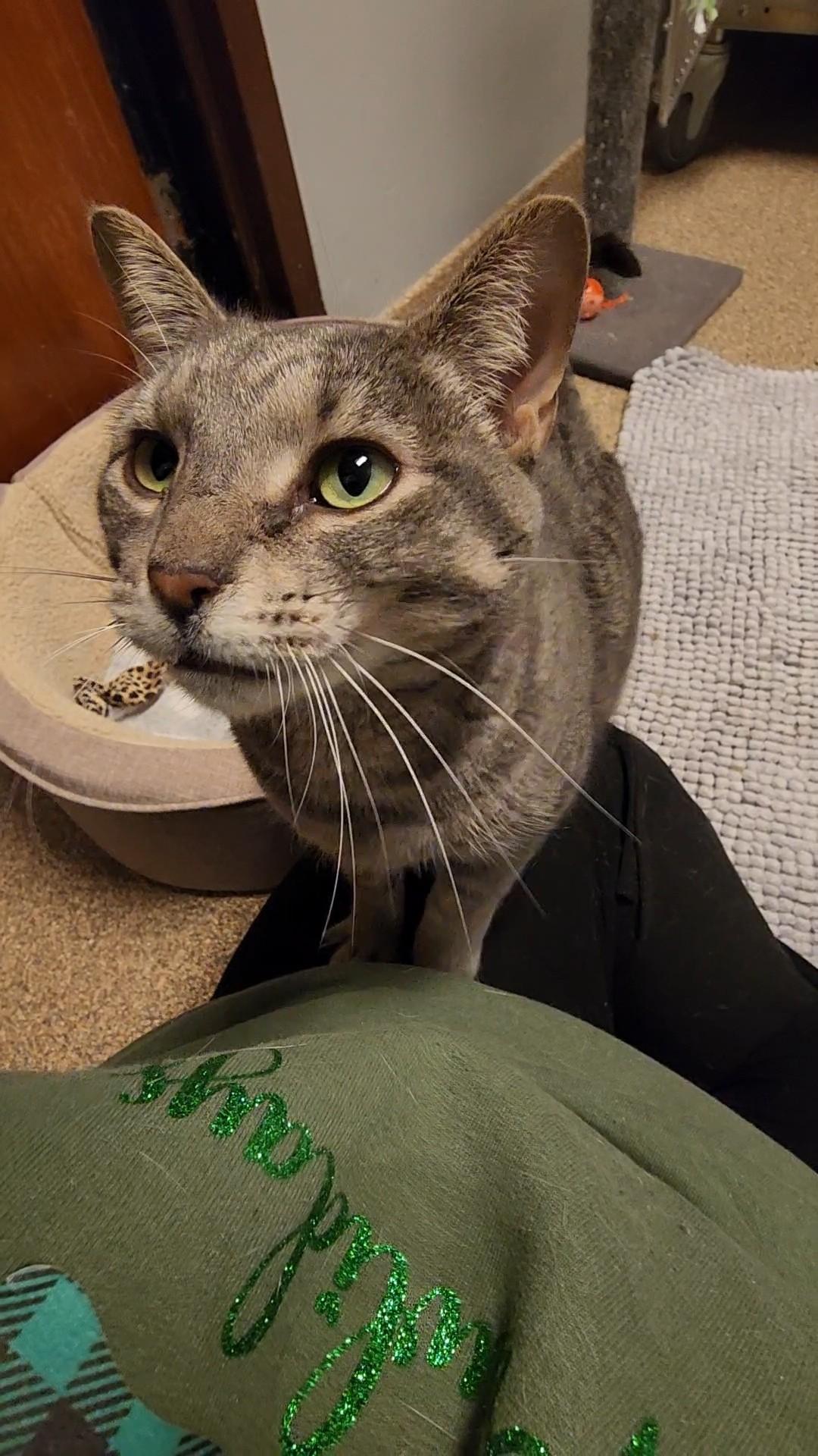 Lemonade, a Adoptable Domestic Short Hair in Sterling Heights, MI image 4/6