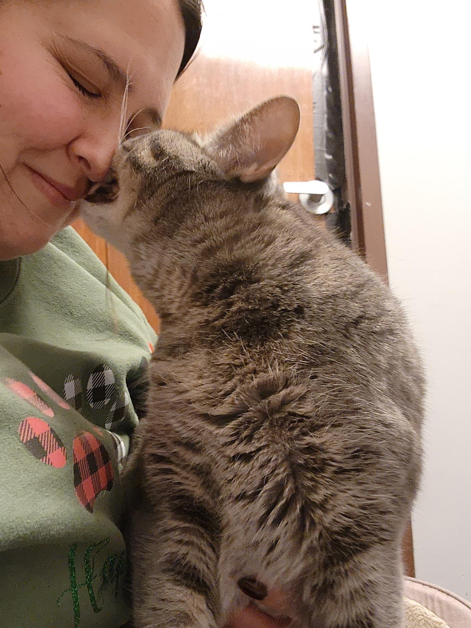 Lemonade, a Adoptable Domestic Short Hair in Sterling Heights, MI image 5/6