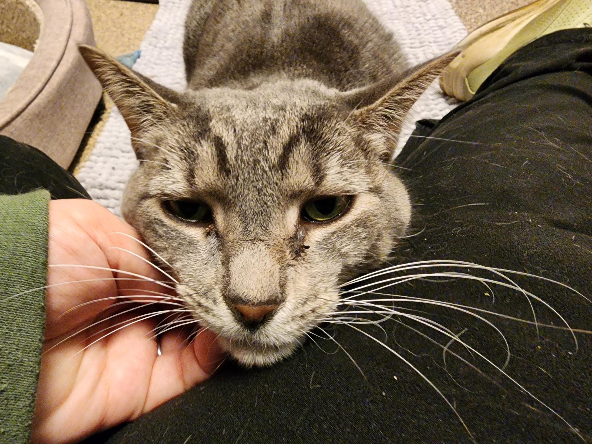 Lemonade, a Adoptable Domestic Short Hair in Sterling Heights, MI image 6/6