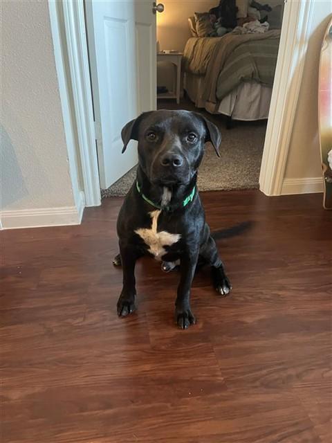 DICE, Adoptable, Adult Male Staffordshire Bull Terrier & Mixed Breed.