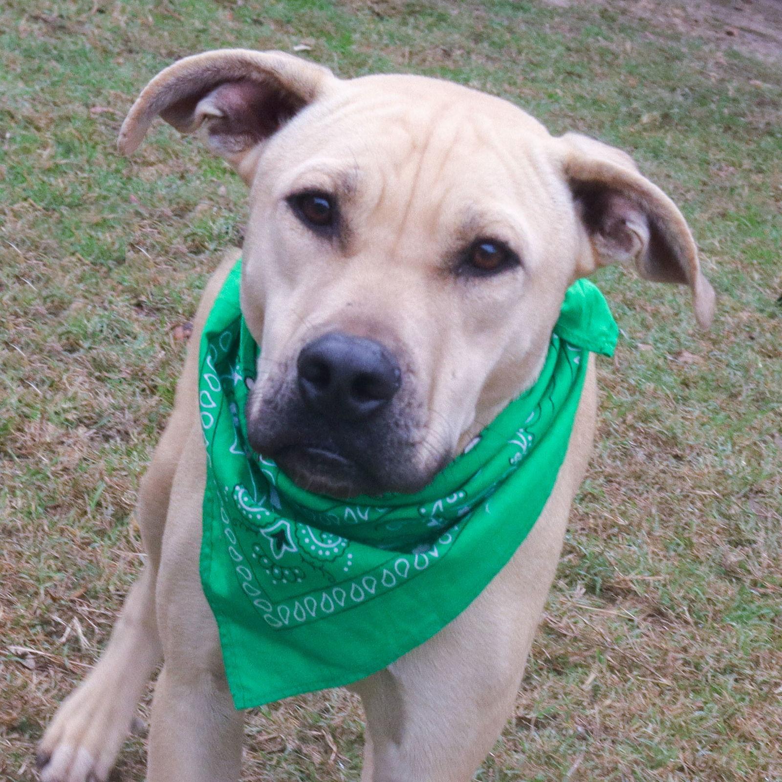 Enlarge Chester, a Adoptable mixed breed in Gun Barrel City, TX image 1/3