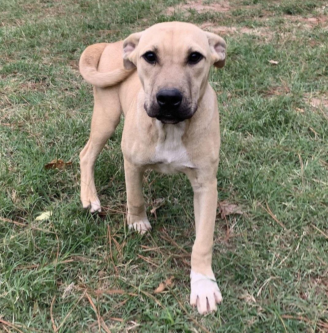 Enlarge Chester, a Adoptable mixed breed in Gun Barrel City, TX image 2/3