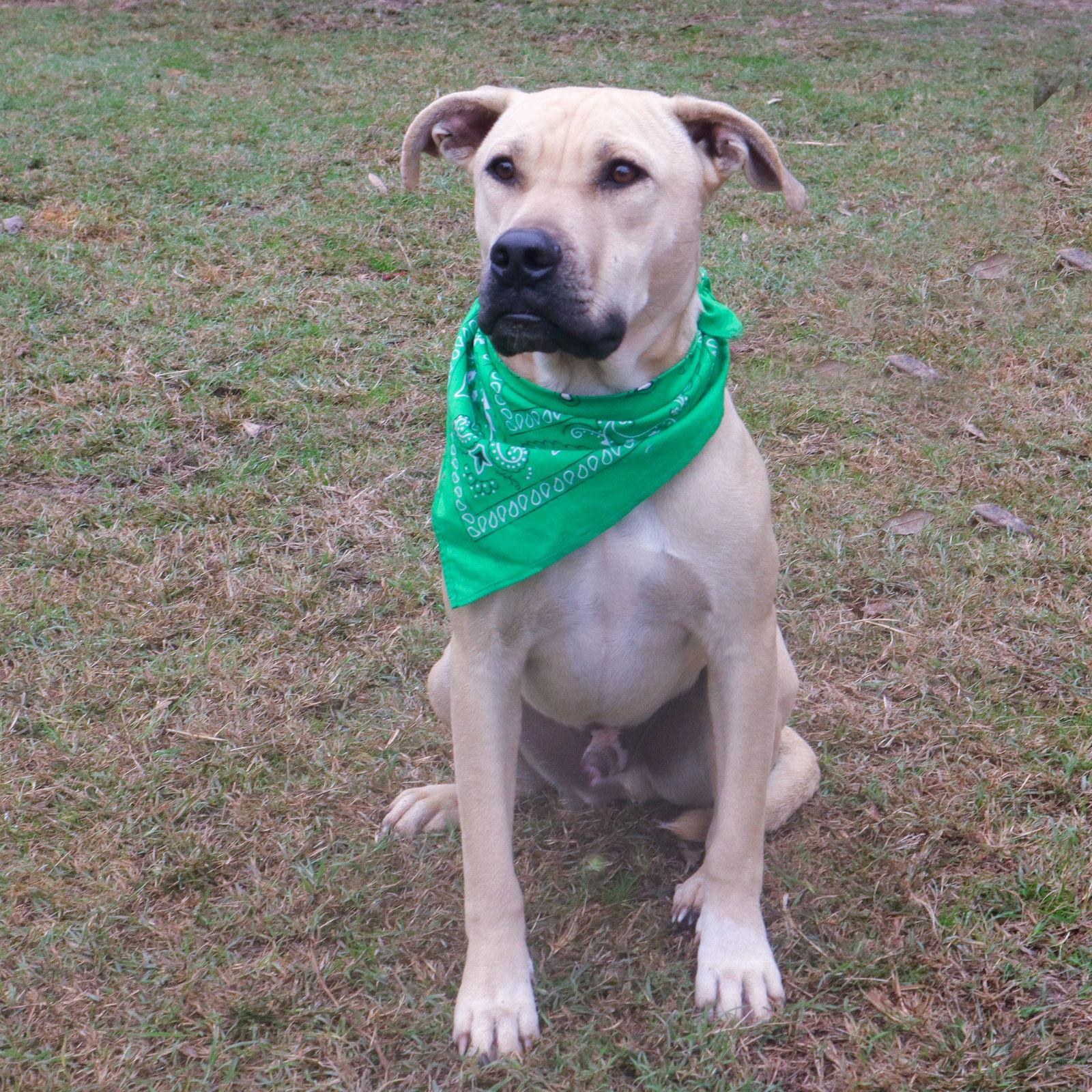 Enlarge Chester, a Adoptable mixed breed in Gun Barrel City, TX image 3/3