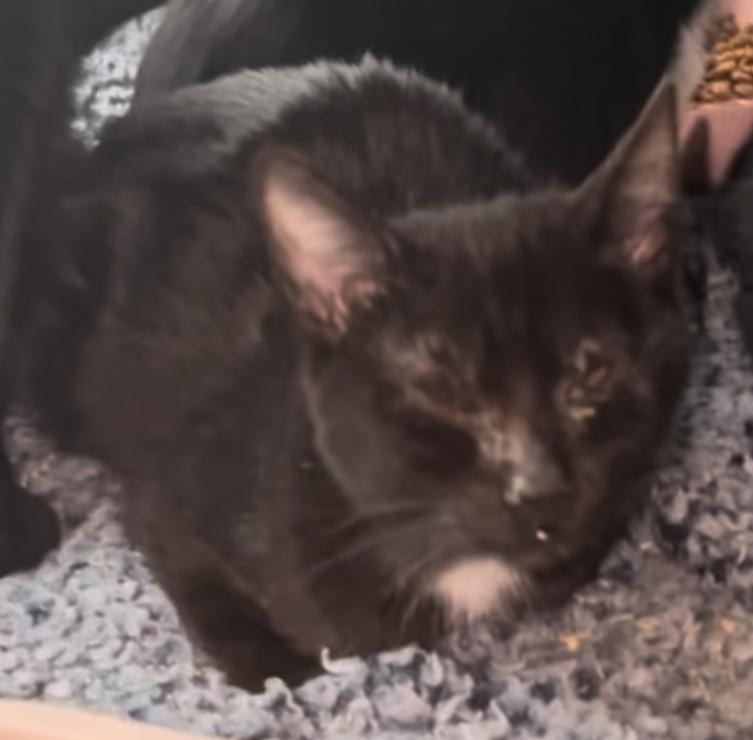 Enlarge Elvira (FeLV +), a Adoptable mixed breed in Manteca, CA image 1/2