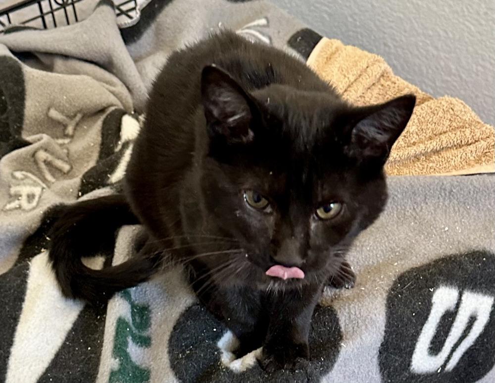 Enlarge Elvira (FeLV +), a Adoptable mixed breed in Manteca, CA image 2/2