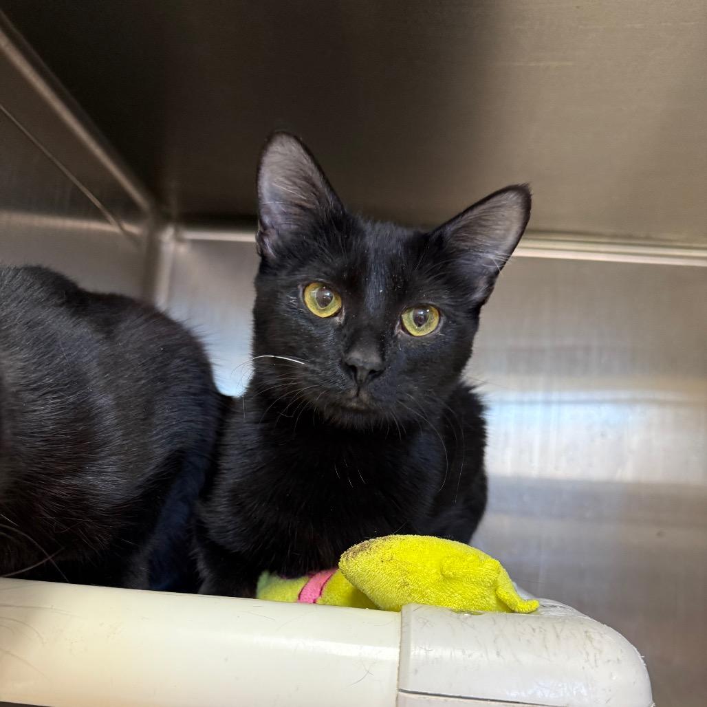 Mandy, Adoptable, Adult Female Domestic Medium Hair.