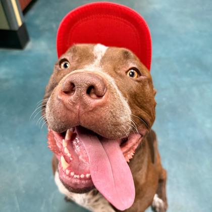 Enlarge Paulie, a Adoptable mixed breed in Merriam, KS image 1/2