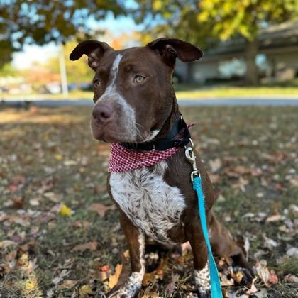 Paulie, Adoptable, Adult Male Mixed Breed & Mixed Breed.