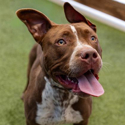 Enlarge Paulie, a Adoptable mixed breed in Merriam, KS image 2/3