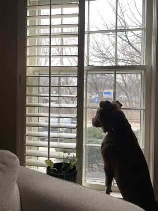 Enlarge Paulie, a Adoptable mixed breed in Merriam, KS image 3/3