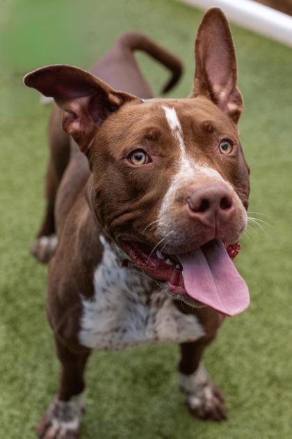 Enlarge Paulie, a Adoptable mixed breed in Merriam, KS image 3/3