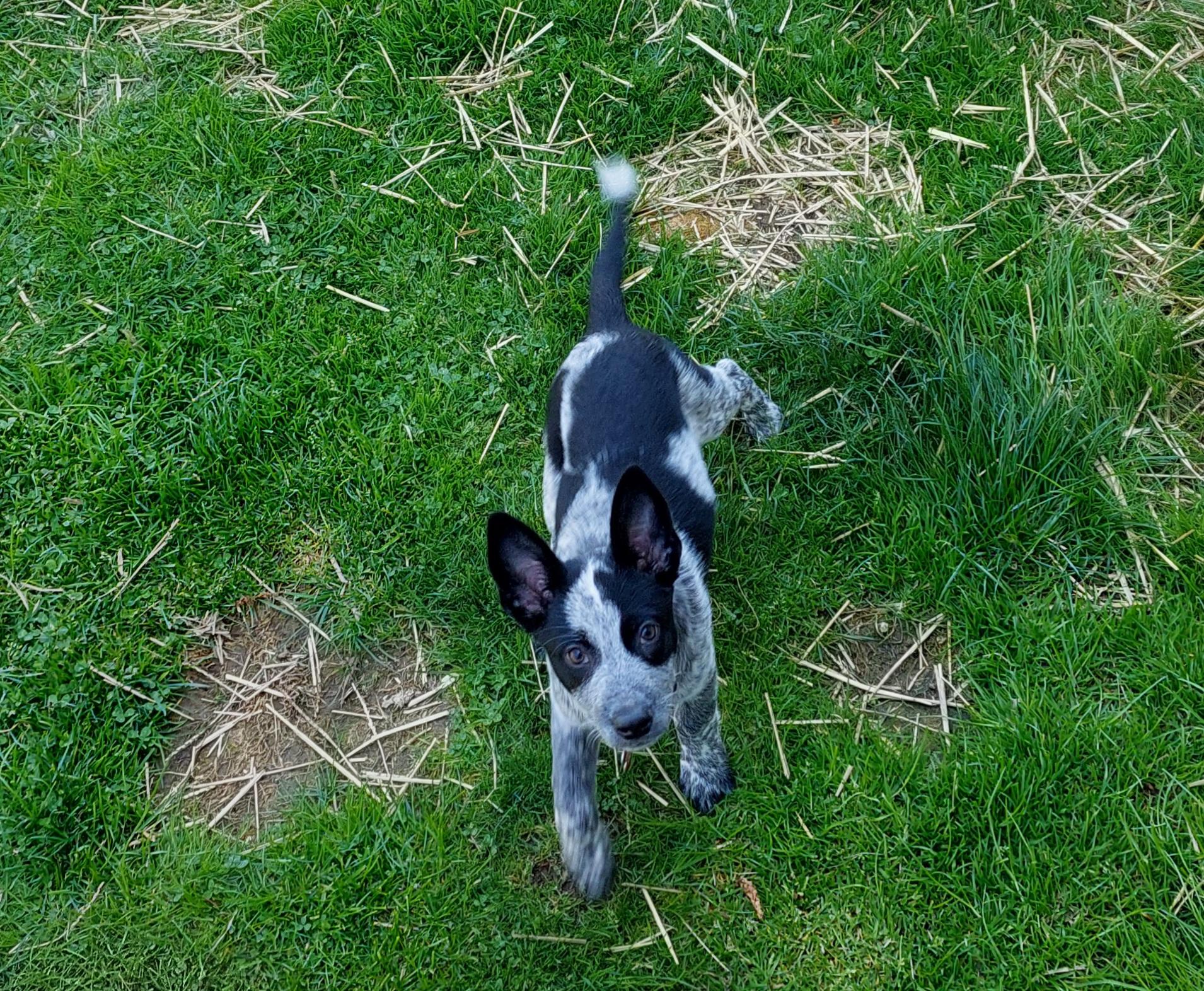 Piper, Adoptable, Puppy Female Cattle Dog.