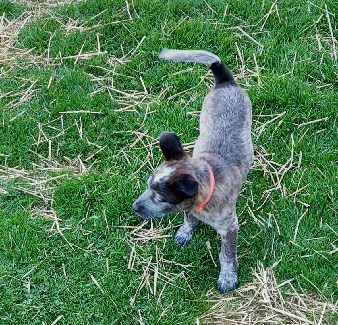 Enlarge Piper, a Adoptable mixed breed in Conesus, NY image 2/4