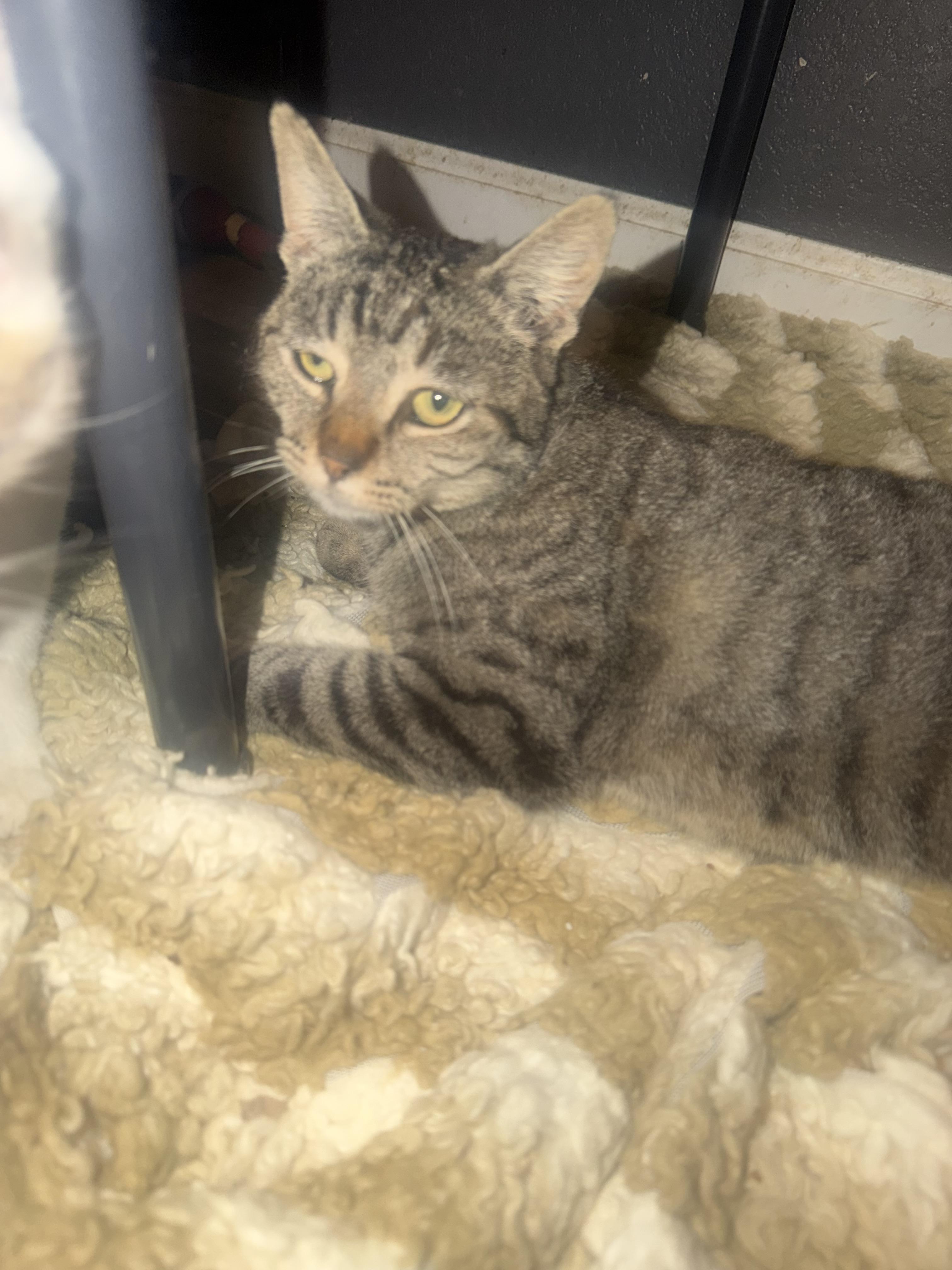 Enlarge Daisy, a Adopted Domestic Short Hair in Rio Linda, CA image 3/6