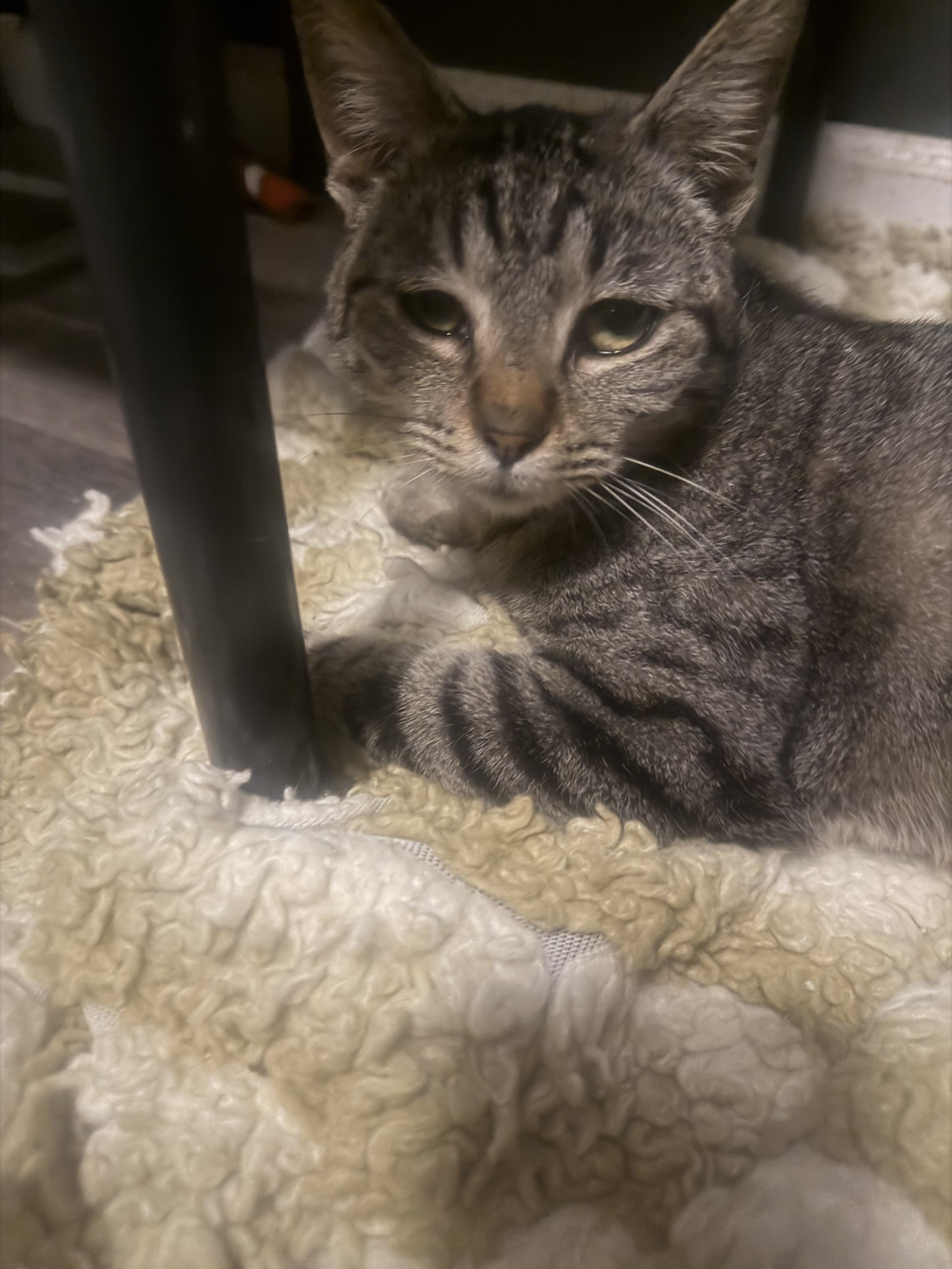 Enlarge Daisy, a Adopted Domestic Short Hair in Rio Linda, CA image 4/6