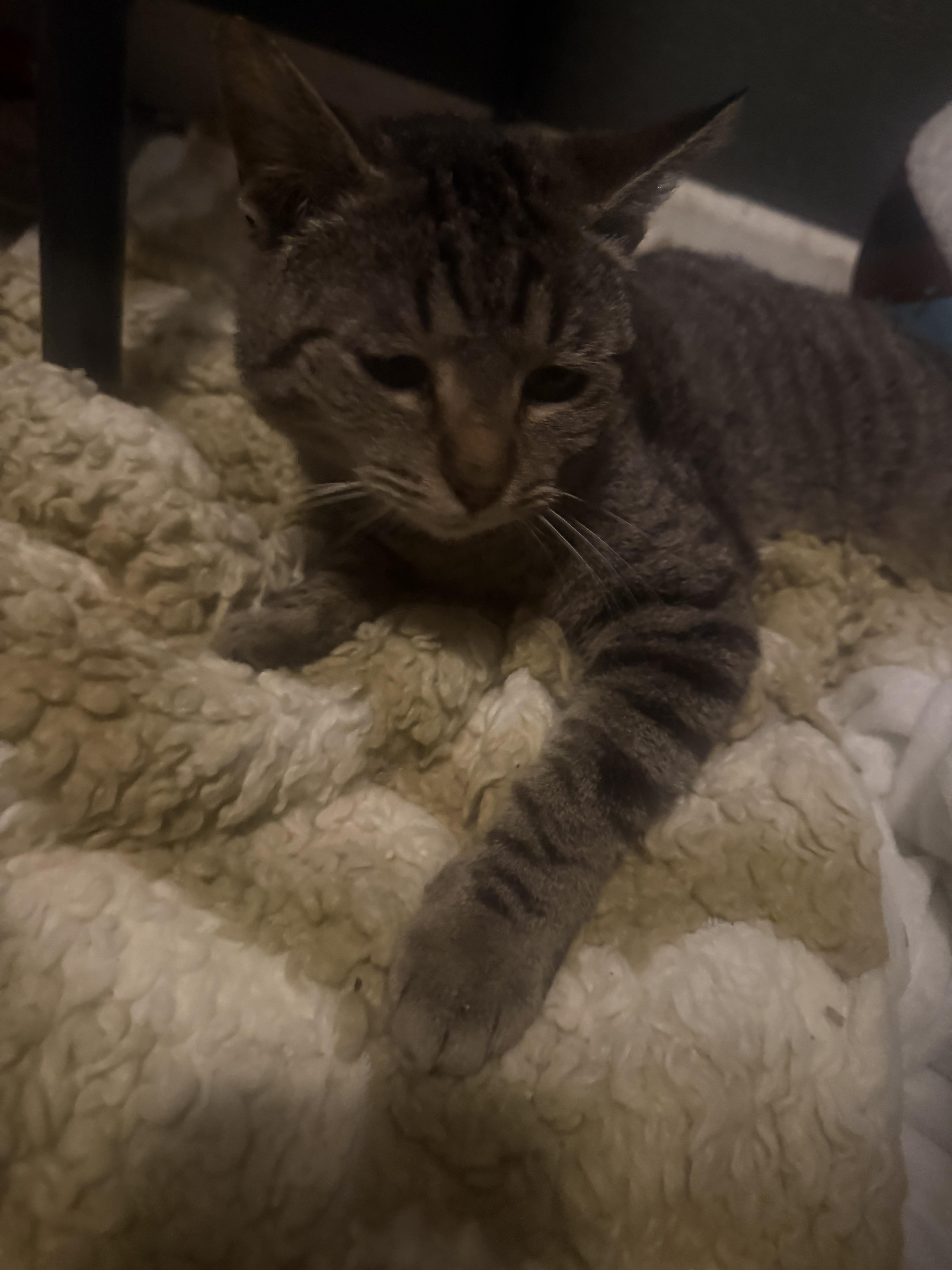 Enlarge Daisy, a Adopted Domestic Short Hair in Rio Linda, CA image 5/6