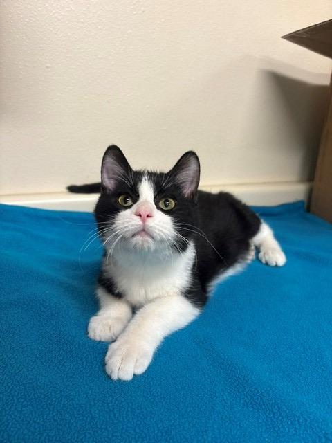 Howie, Adoptable, Kitten Male Domestic Short Hair.