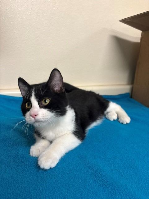 Enlarge Howie, a Adoptable mixed breed in Ladysmith, WI image 2/4