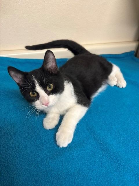 Enlarge Howie, a Adoptable mixed breed in Ladysmith, WI image 3/4