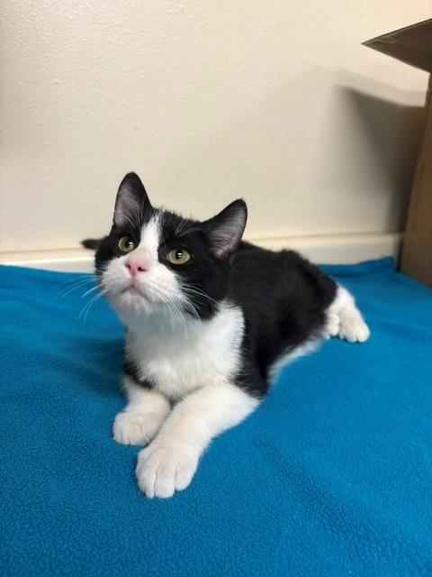 Enlarge Howie, a Adoptable mixed breed in Ladysmith, WI image 4/4