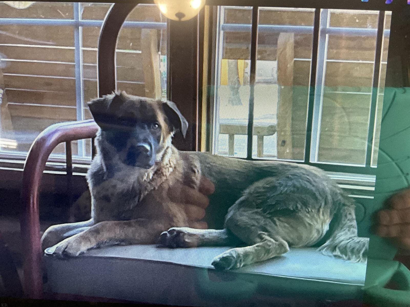 Beau, a Adopted German Shepherd Dog in McArthur, CA image 1/3