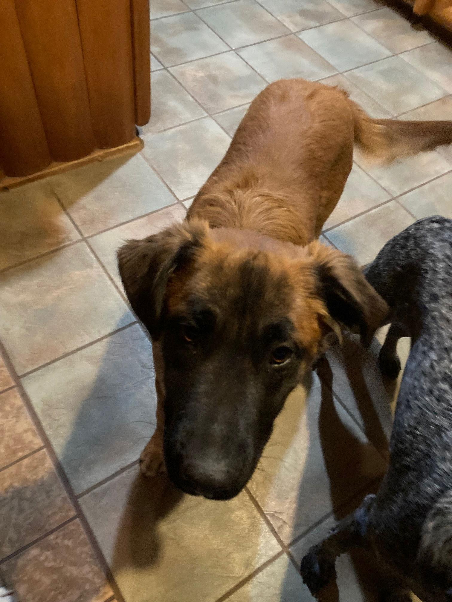 Beau, a Adopted German Shepherd Dog in McArthur, CA image 2/3