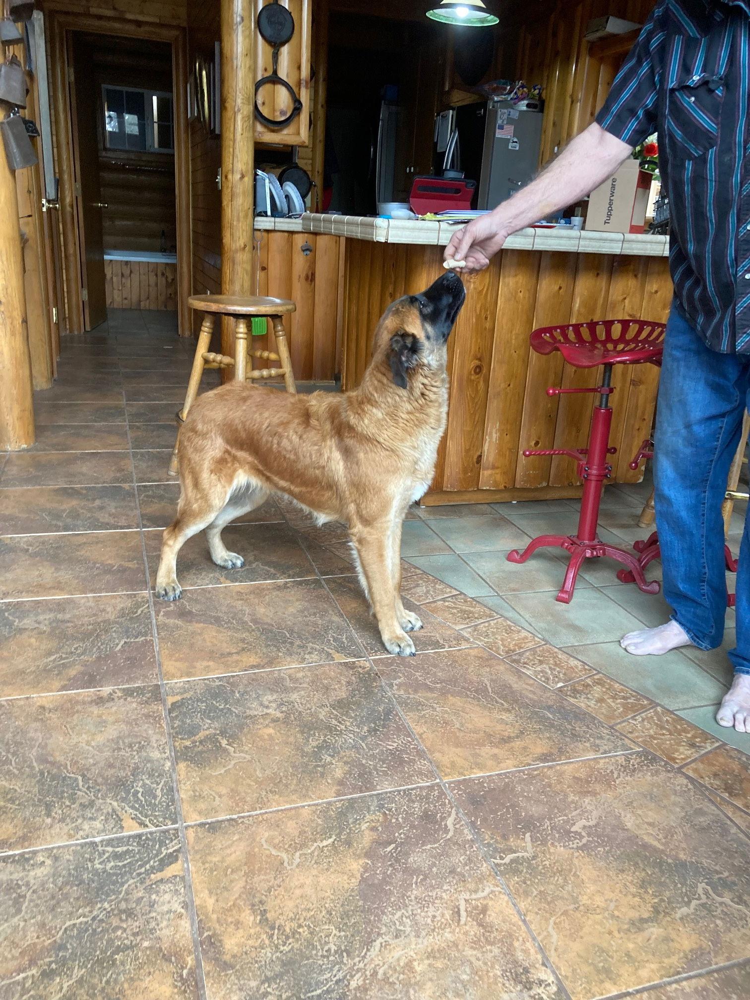 Beau, a Adopted German Shepherd Dog in McArthur, CA image 3/3