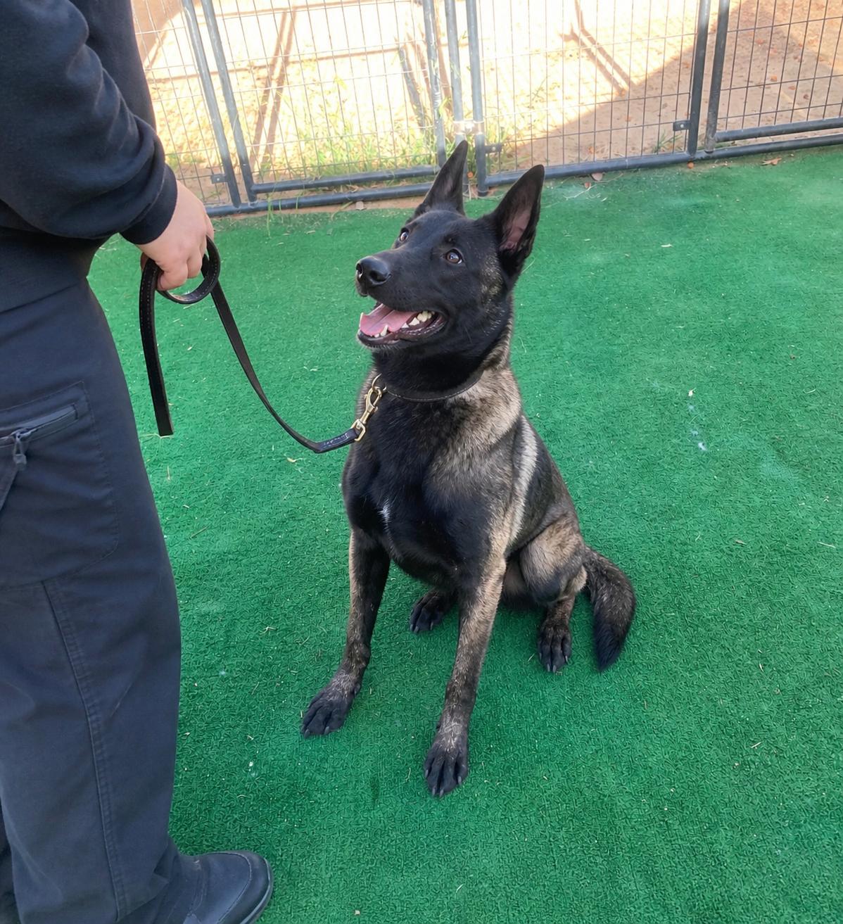 Enlarge Ranger, a ADOPTABLE Belgian Shepherd / Malinois in San Francisco, CA image 1/4