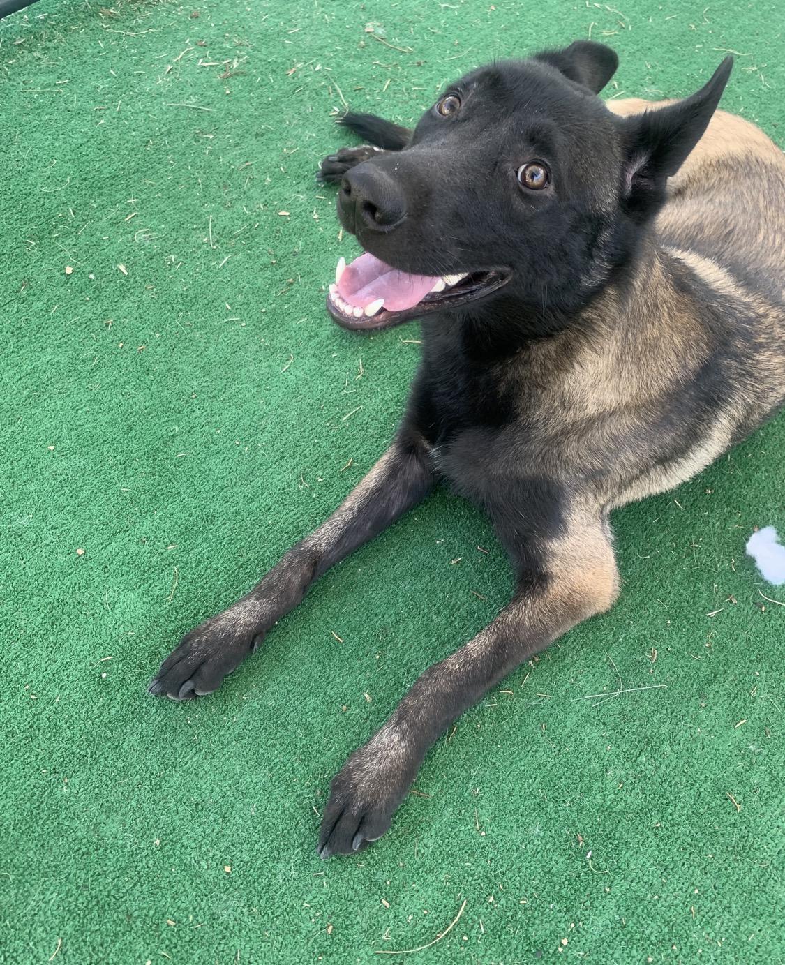 Enlarge Ranger, a ADOPTABLE Belgian Shepherd / Malinois in San Francisco, CA image 3/4