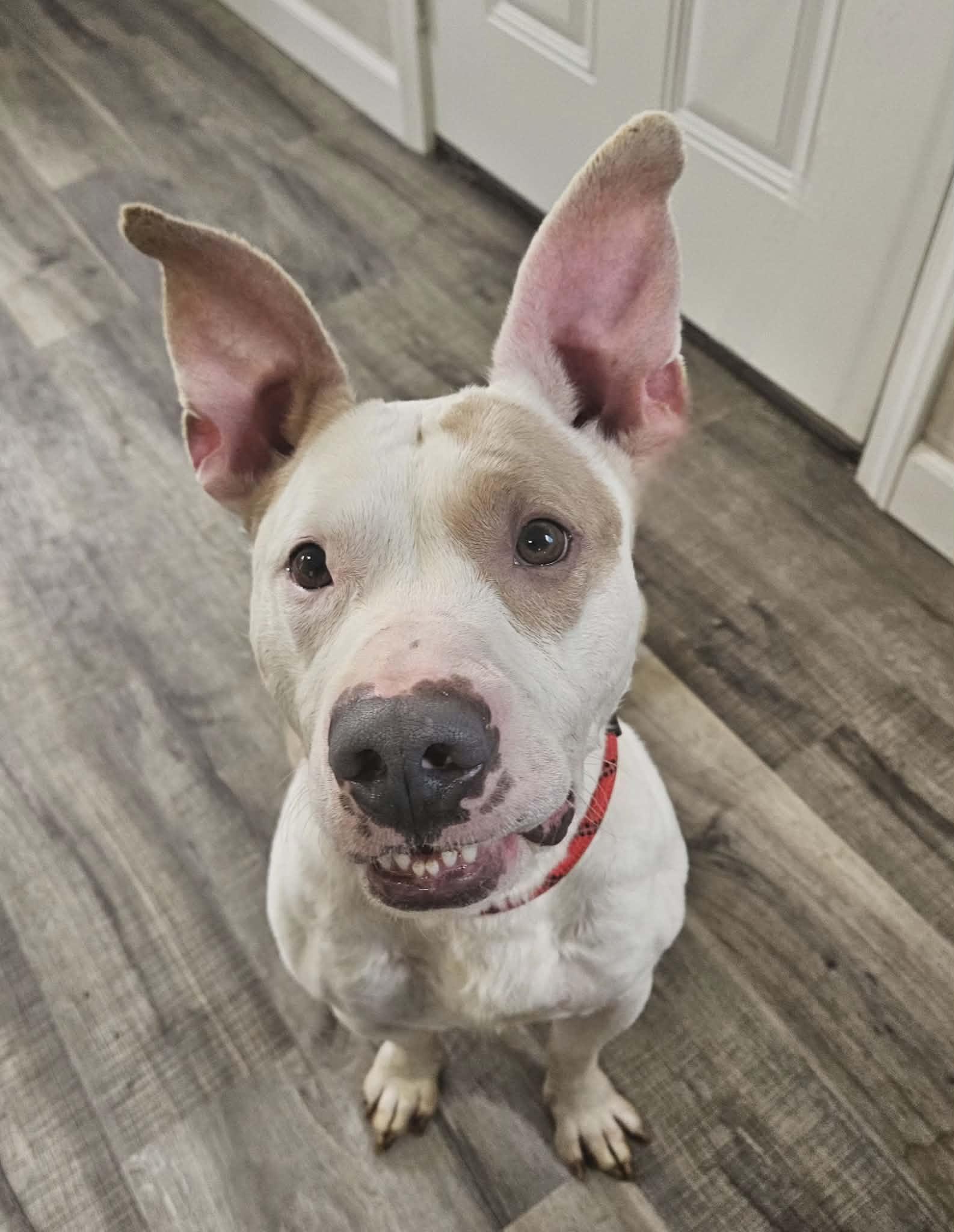 Thor, an adopted mixed breed in Hoopeston, IL image 3/4