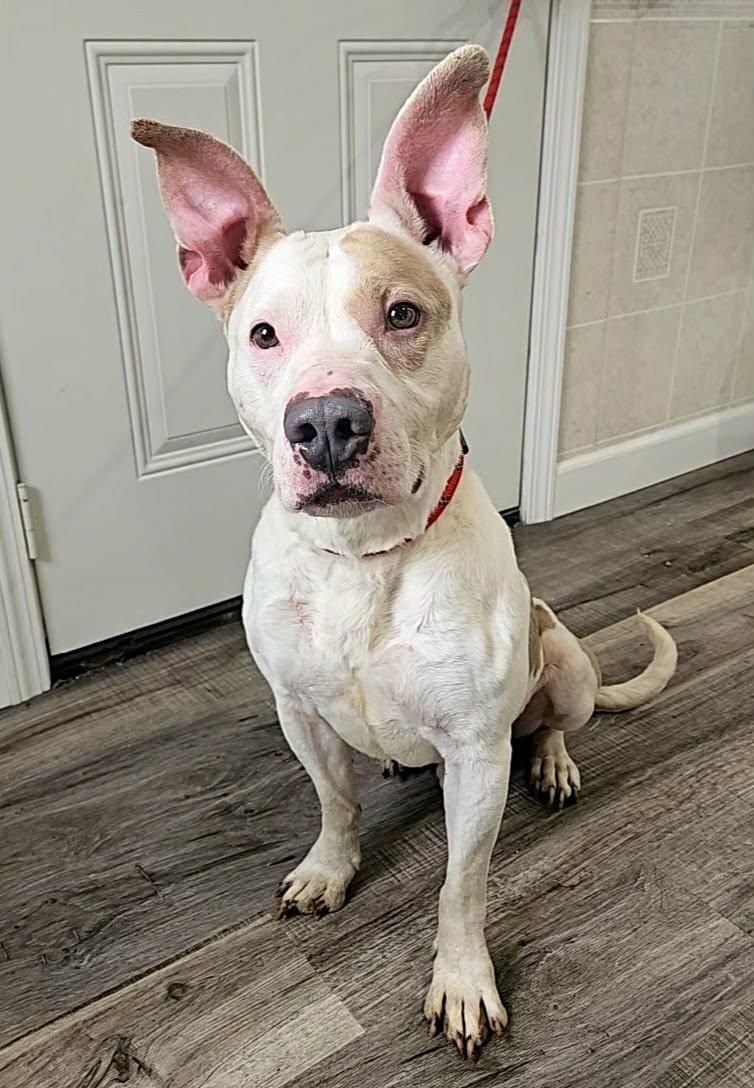 Thor, adopted, Adult Male German Shepherd Dog & Pit Bull Terrier.