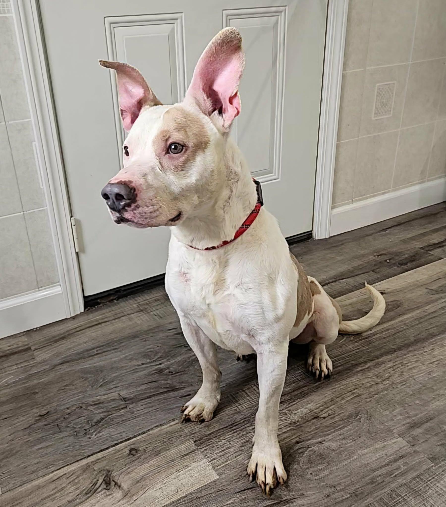 Thor, an adopted mixed breed in Hoopeston, IL image 2/4