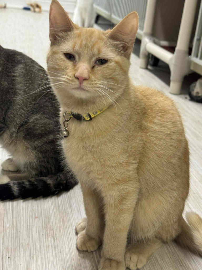 Enlarge Orange, a Adoptable mixed breed in Marion, OH image 1/5