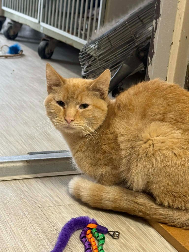 Enlarge Orange, a Adoptable mixed breed in Marion, OH image 2/5