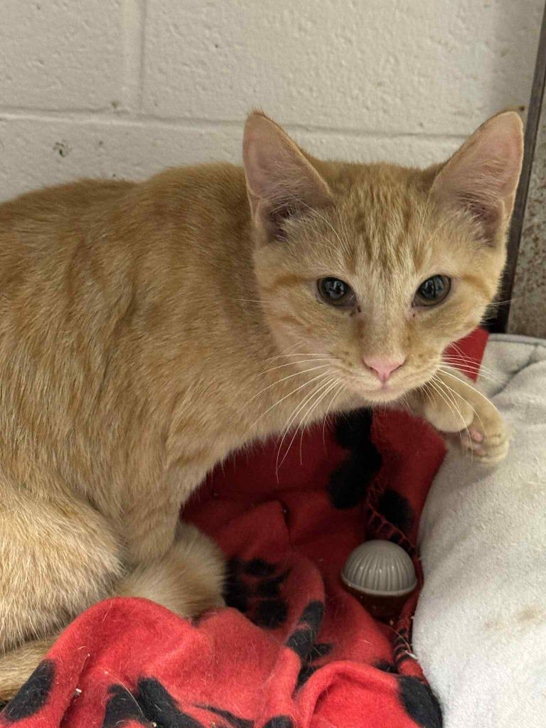 Enlarge Orange, a Adoptable mixed breed in Marion, OH image 3/5