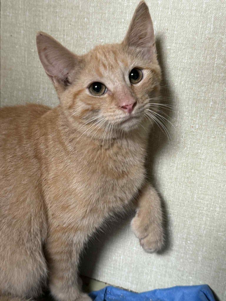 Enlarge Orange, a Adoptable mixed breed in Marion, OH image 4/5