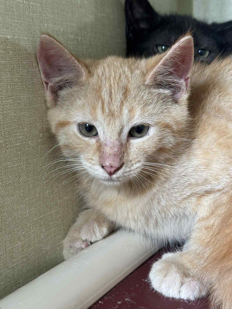 Enlarge Orange, a Adoptable mixed breed in Marion, OH image 5/5