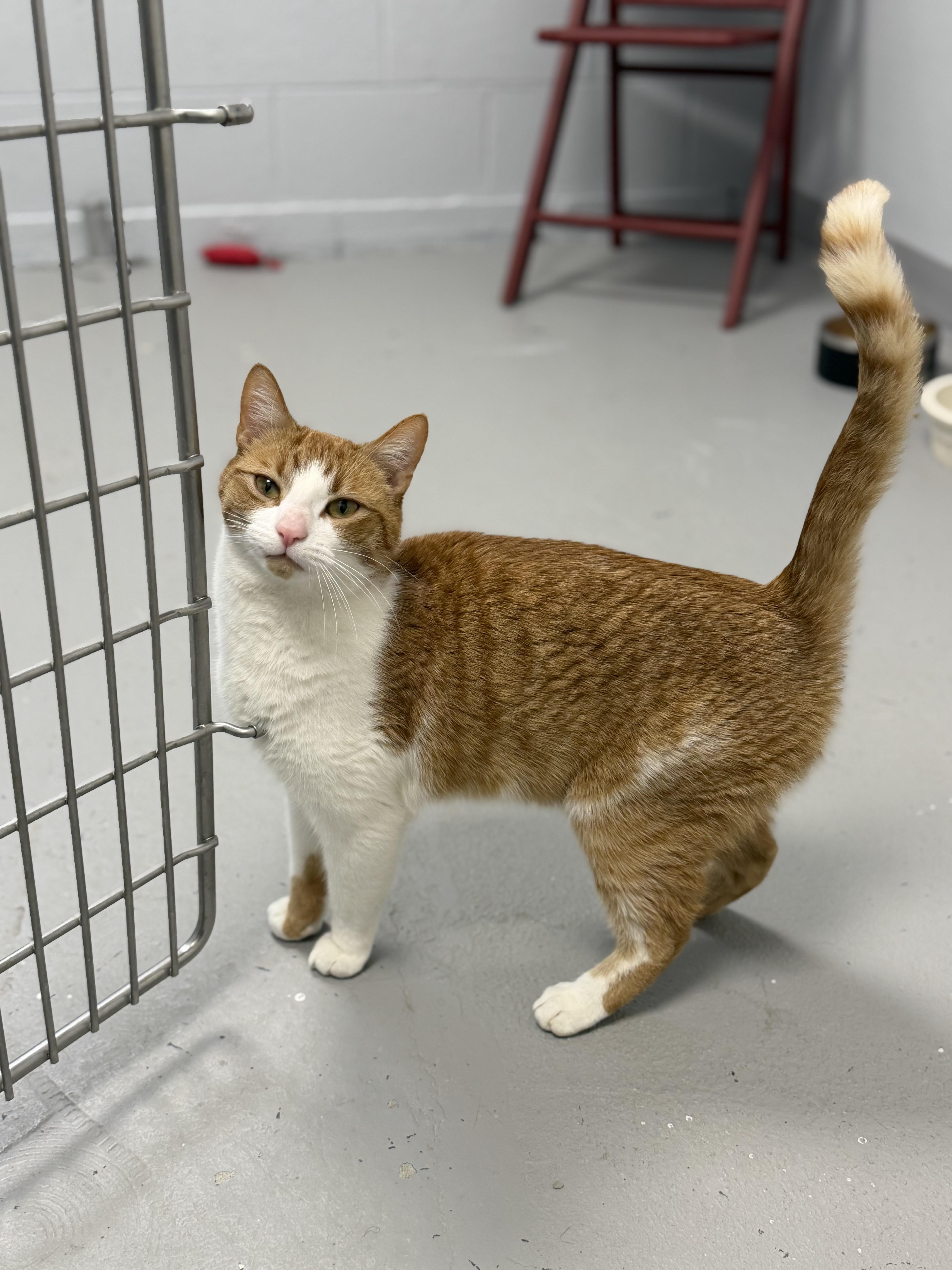 Bosco, a ADOPTABLE Domestic Short Hair in Rock Hill, NY image 1/2