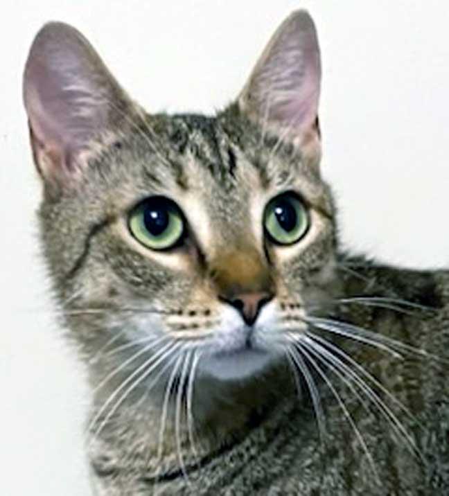 CUTIE PIE, Adoptable, Young Male Tabby.