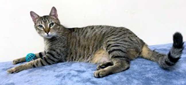 Enlarge CUTIE PIE, a Adoptable Tabby in Franklin, TN image 2/3