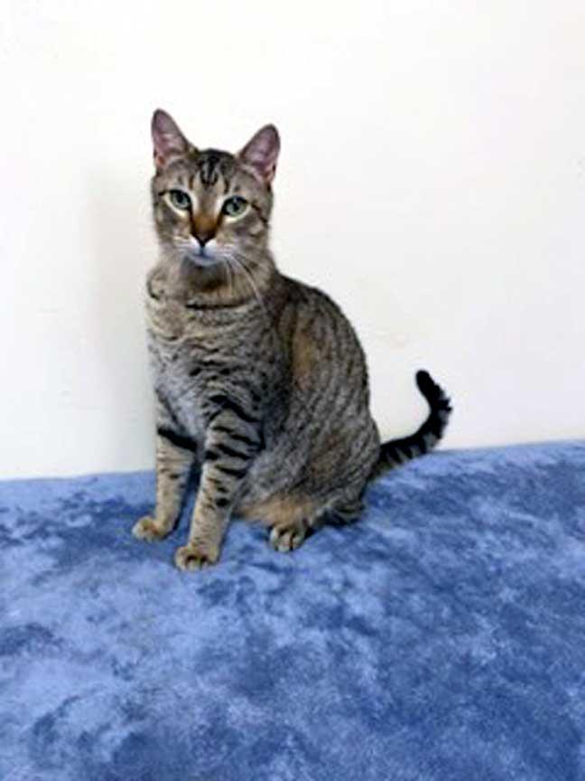 Enlarge CUTIE PIE, a Adoptable Tabby in Franklin, TN image 3/3