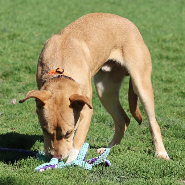 Goldie — thumbnail 2